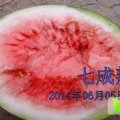 官庄湖农场果园队小龚瓜果种植基地