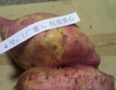 江永红薯现已成熟，品种多，质量高，欢迎购买