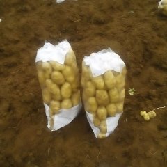 山东新泰荷兰十五土豆随行就市
