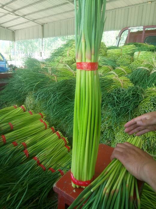 2018年江苏邳州薹蒜蒜苔价格