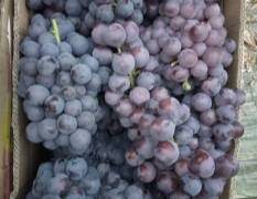 夏邑县大棚葡萄上市了，品种有夏黑、红提