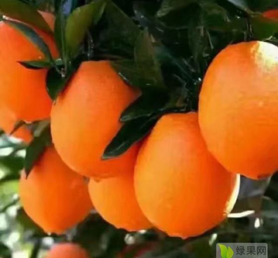 2018年湖北兴山纽何尔价格