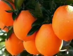 各种橙子销售，有意者联系！