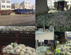 十万亩白花菜、旺旺甘蓝、有机花菜、西兰花，每天海量供货