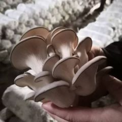 山东无棣蘑菇大量上市欢迎前来采购