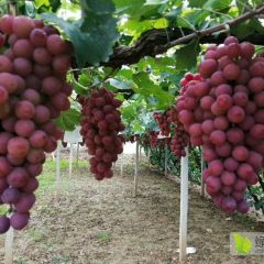 河北涿鹿红提欢迎各位老板前来考场市场，洽谈合作