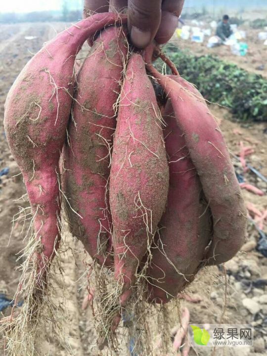 2019年山东夏津烟薯系列价格