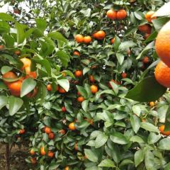 广西砂糖橘1一3元斤。