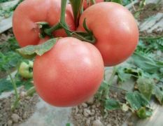 高秧西红柿陆续大量上市了