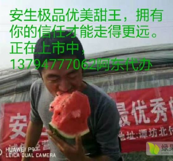 2019年广东阳西甜王系列价格