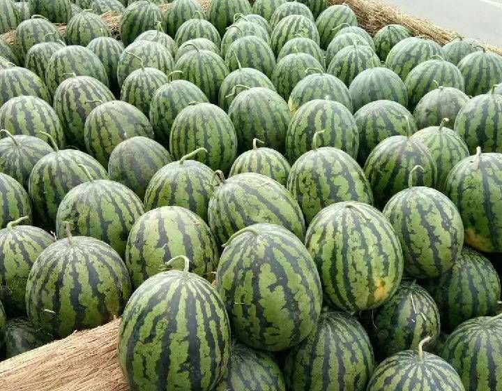 山东泗水西瓜代发代收