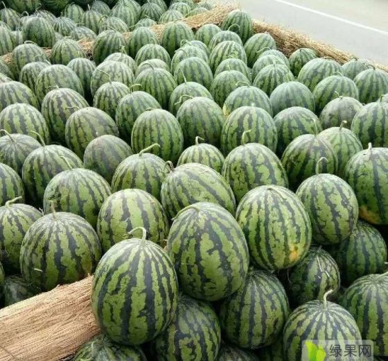 2019年山东泗水甜王系列价格