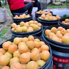 金太阳杏价格优惠货源充足