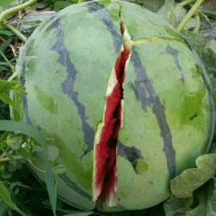 大量供应西瓜大西瓜