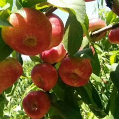 陆天油潘桃大量定货，货源充足