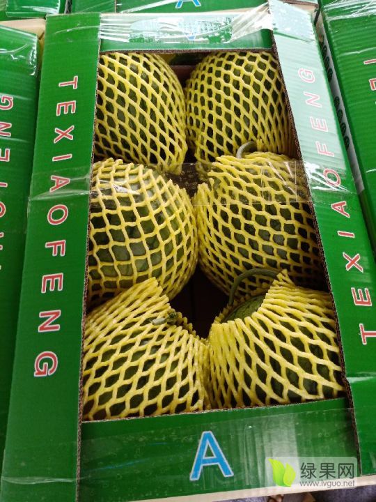 2019年江苏沭阳特小凤价格