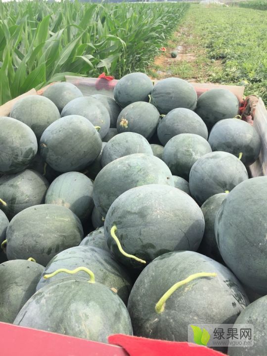 2019年河南扶沟花皮无籽价格