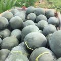 黑无籽西瓜12斤起步
