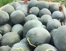 黑无籽西瓜，就是大！！！