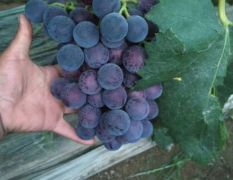 东昌府区老农的葡萄要上市了。