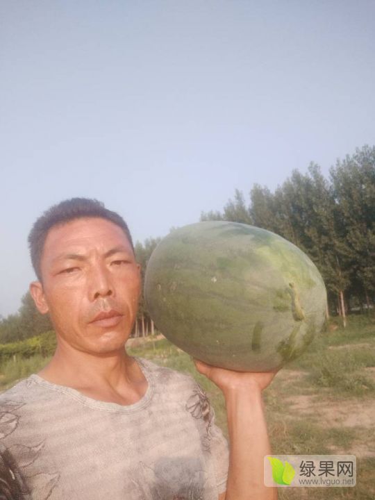 金城5号价格