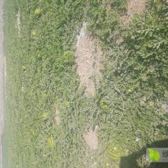 甘肃硒砂瓜诚实守信合作！