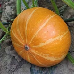 南瓜大量上市，需要的联系我