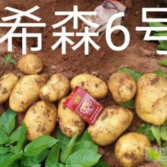 大量出售各品种土豆