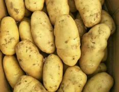 内蒙古乌兰察布马铃薯之都大量出售各种品种价格美丽