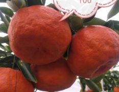 供应媛红椪柑大苗、枝条