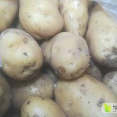 批发冷库土豆，欢迎客商光临。