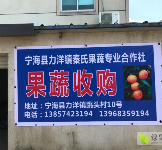 2019年浙江宁海叶橘价格