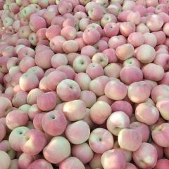 山西绛县片红 红富士红将军大量上市