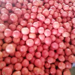 云南省元谋县常年有各种蔬菜水果 蔬菜水果之乡