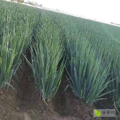 启东万亩铁杆钢葱基地