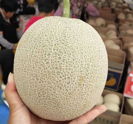 2019年山东海阳网纹瓜价格
