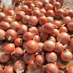 精品红葱，黄葱长期供应和加工