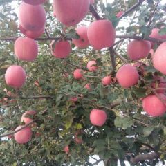红富士苹果，希望来购