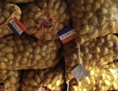 秋季优质脱毒种薯开始上市