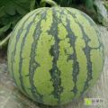 河南夏邑8424西瓜