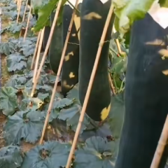 海南三亚冬瓜上市啦