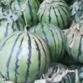 万亩西瓜种植基地