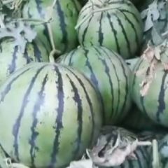 万亩西瓜种植基地