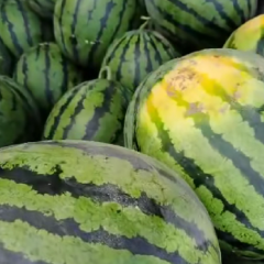 清苑区西瓜大量上市，价格下滑