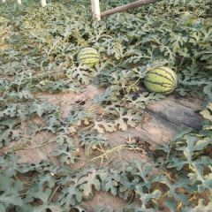 保定西瓜大量上市