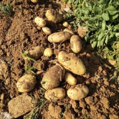 山东省泰安肥城市桃园镇！新下土豆！保质保量！