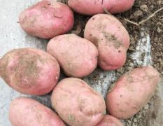 四川西昌市冕宁县土豆开始陆续上市了，时间会持续3到4个月