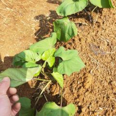 西瓜红冰淇淋  紫薯008板栗薯需要老板欢迎订购