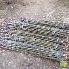 云南黑皮甘蔗批发