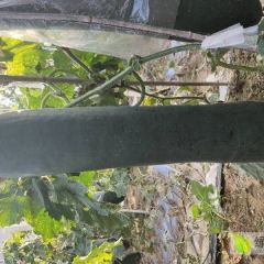 我这里大量供应冬瓜有需要的客商联系我，质量如图条形，色度